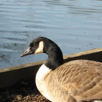 Canada Goose